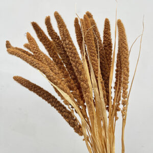 Setaria italica, Caramel Brown, Dried (Canary Millet) 60cm