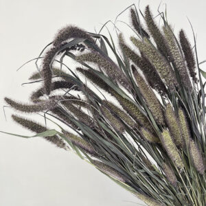 Setaria pendula, Natural Shades, Dried (Foxtail Millet) 80cm