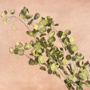 Honesty, Unpeeled, Natural Green to Beige, Dried (Lunaria) 85cm