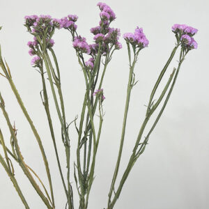 Statice sinuata, Natural Light Pink, Dried, 70cm