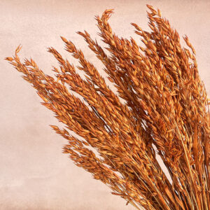 Oats Dried Bunch, Rust (Avena) 70cm