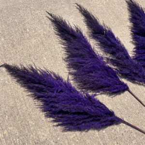 Pampas Grass Sacuara, Dark Purple, Dried, 115cm Plume 80cm