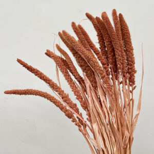 Setaria italica, Dusky Rose, Dried (Canary Millet) 50-60cm