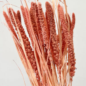 Setaria italica, Salmon Pink, Dried (Canary Millet) 50-60cm