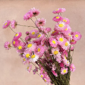 Acroclinium Daisy, Natural Pink, Dried (Sun-Ray Daisies) 50cm