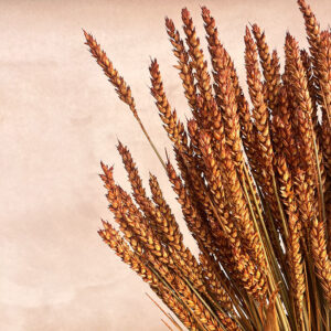 Wheat Dried Bunch, Rusty Brown (Triticum) 200g 70cm