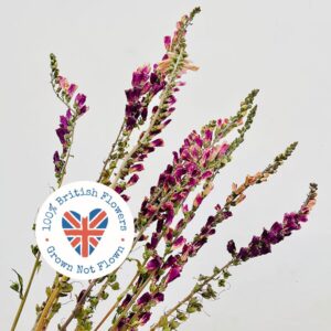 Foxgloves, Natural Deep Pink, Dried (Digitalis) 50-70cm