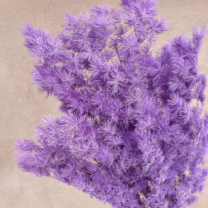 Ming Ferns, Lilac, Preserved (Asparagus macowanii) 60cm