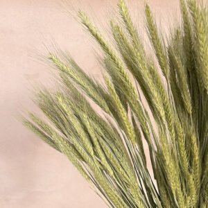 Bearded Wheat Bunch, Natural Green, Dried (Triticale) 200g 50-70cm