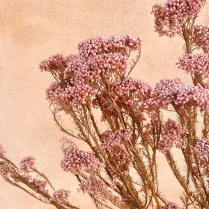 Rice Flower, Pale Pink, Preserved (Ozothamnus) 70cm