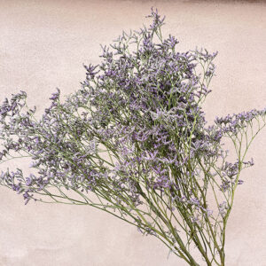 Limonium Safora, Natural Pale Lilac, Dried, 70cm