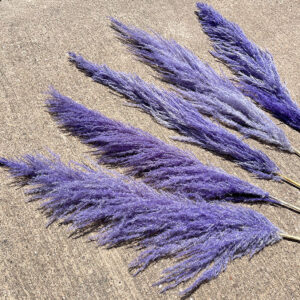 Pampas Grass Sacuara, Lavender Blue, Dried, 115cm Plume 80cm