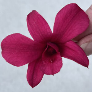 Orchids, Deep Fuchsia Pink, Preserved (Dendrobium) Earth Matters® x8, 5-6cm