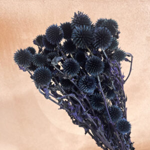 echinops, dark blue, preserved (globe thistle) 55cm