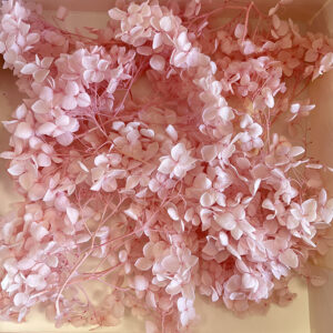 Hydrangea, Preserved Florets up to 10cm – Blush Pink