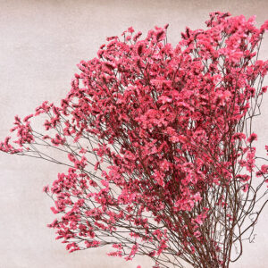 Limonium Diamond, Coral Red, Preserved, 70cm
