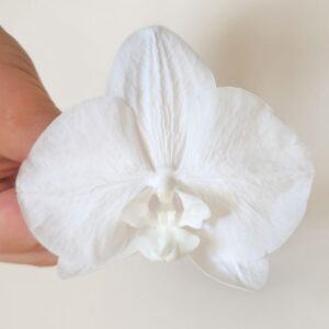 Orchids, White, Preserved, (Phaleonopsis) Earth Matters® 9cm