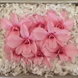 Orchids, Pink, Preserved (Dendrobium) Earth Matters® x8, 5-6cm