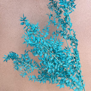 Ruscus acu. Turquoise, Preserved, 70cm