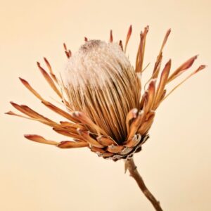 Protea ‘Susara’, Natural, Dried, 40cm
