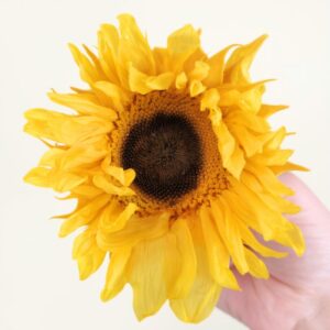 Sunflowers, Yellow with Dark Centre, Preserved, 9cm