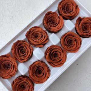 Roses, Terracotta Orange, Preserved, x10 blooms, 4cm (Every Love®)
