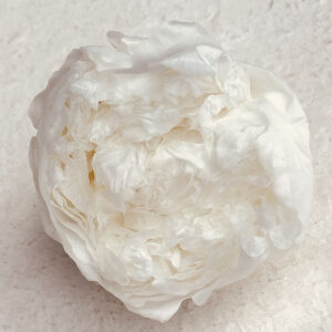 Peony, White, Preserved, x3 blooms, 7-8cm (Every Love®)