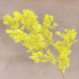 Ming Ferns, Yellow, Preserved (Asparagus macowanii) 60cm