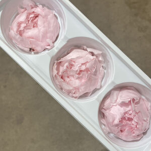 Peony, Blush Pink, Preserved, x3 blooms, 7-8cm (Every Love®)