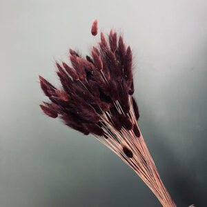 Lagurus Grass, Dark Brown, Dried (Bunny Tails) 60-70cm 100g