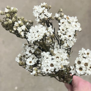 Ixodia Daisy, Natural White, Dried, 30cm
