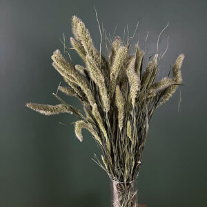 Setaria pendula, Natural Green, Dried (Foxtail Millet) 70cm