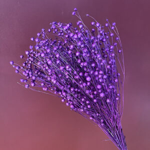 Bubble Flax, Purple, Dried (Linum) 50cm