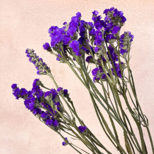 Statice sinuata, Natural Violet Purple, Dried, 70cm