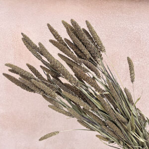 Setaria Maxima, Natural Taupe Brown, Dried, (Millet) 70cm