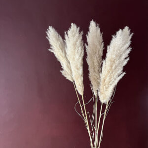 Pampas Grass Evita, Natural White, Dried, 115cm Plume 40cm