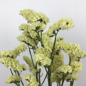 Statice sinuata, Natural Pale Yellow, Dried, 70cm ~ BRITISH GROWN