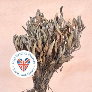Sage, Natural, 35cm ~ BRITISH DRIED HERBS