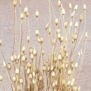Campion Seed Pods, Natural, Dried, 100cm