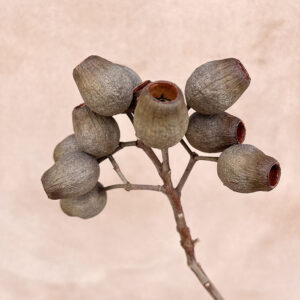 Eucalyptus, Dried Bellgum Nuts, Natural Brown, 30cm