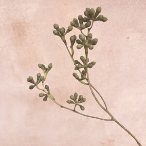 Eucalyptus, Dried Mushroom Gum Nuts, Natural Sage Green, 40-50cm