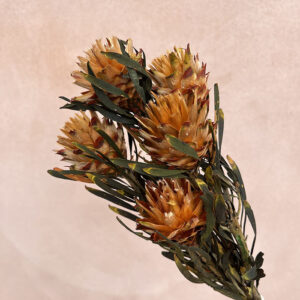Leucadendron Plumosum, Orange, Dried (Star Cone) 30-40cm