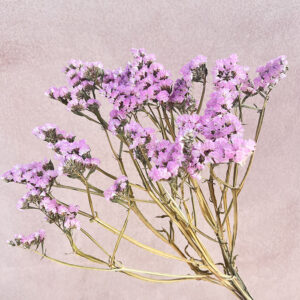 Statice sinuata, Natural Pale Pink, Dried, 70cm ~ BRITISH