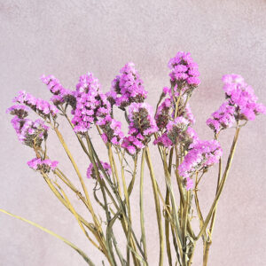 Statice sinuata, Natural Pink, Dried, 60cm
