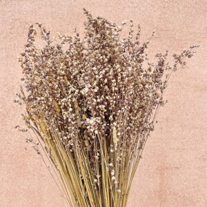 Briza Minor, Natural Shades, Dried (Lesser Quaking Grass) 55cm