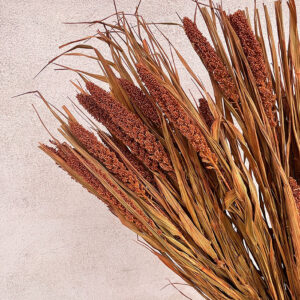 Setaria italica, Rust, Dried (Canary Millet) 50-60cm