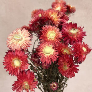Helichrysum, Natural Salmon to Crimson Red, Dried (Strawflowers) 50cm