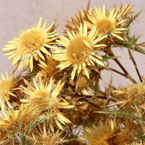 Wild Eryngium, Natural Sandy Gold, Dried (Thistles) 50cm
