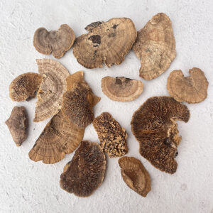 Sponge Mushrooms, Natural, Dried