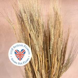 Barley Bunch, Natural Golden Brown, Dried, 60cm